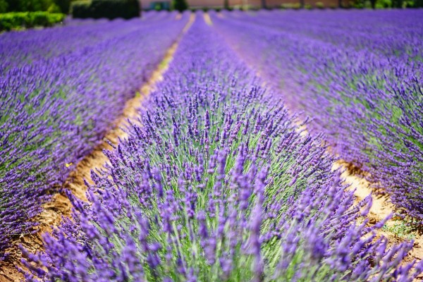 Tıbbi ve Aromatik Bitki Yetiştiriciliği Eğitimi Neleri İçerir?